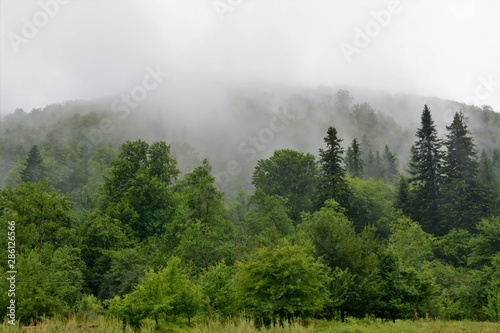 fog over the forest