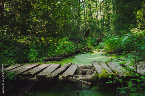 Old wooden bridge over a forest river in duckweed at sunset © Влад Варшавский