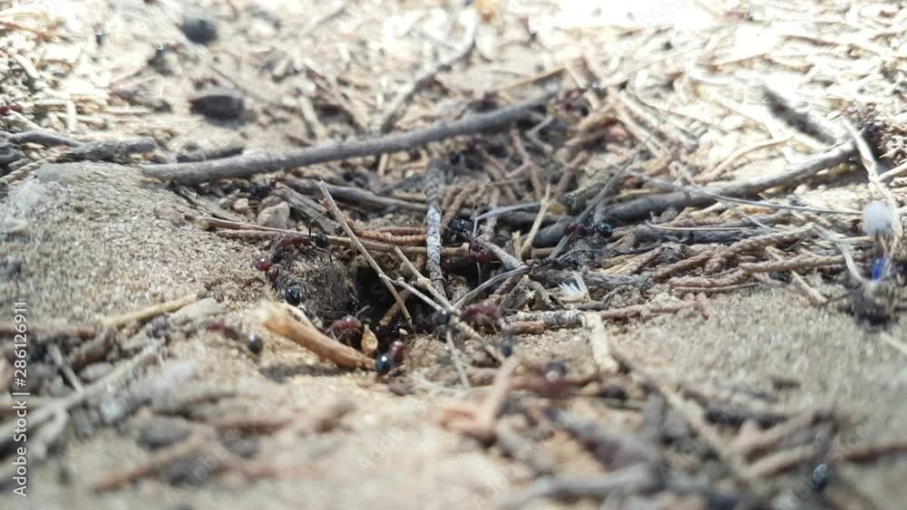 nest of ants on the beach and twigs around nest of ants on the beach and twigs around
