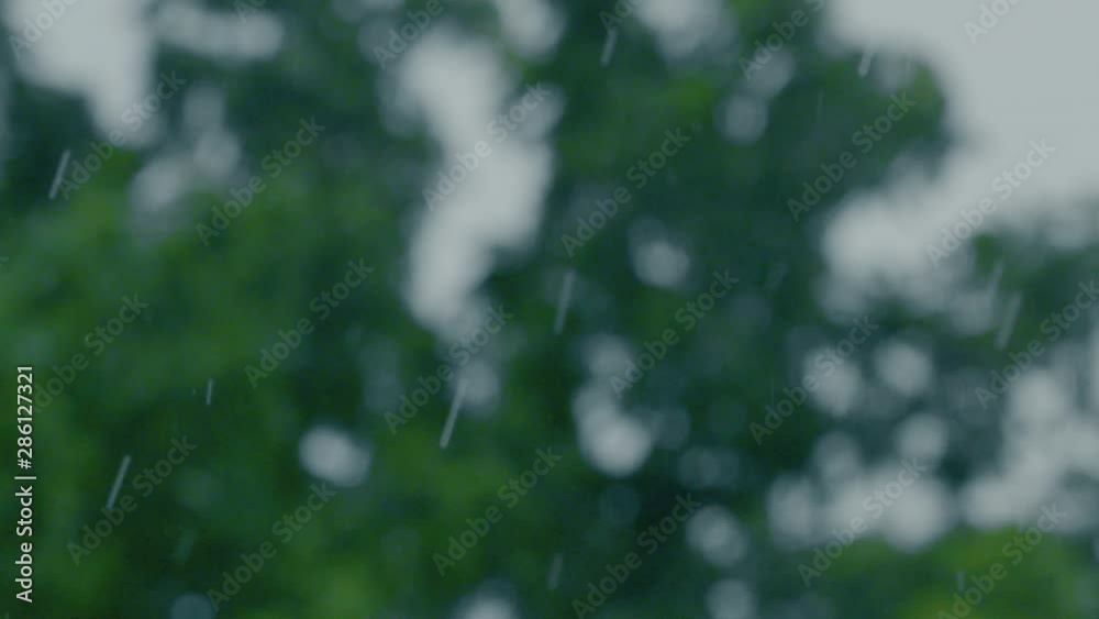 Slow motion rain falling with a forest background