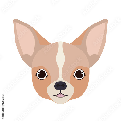 head of cute chihuahua dog on white background
