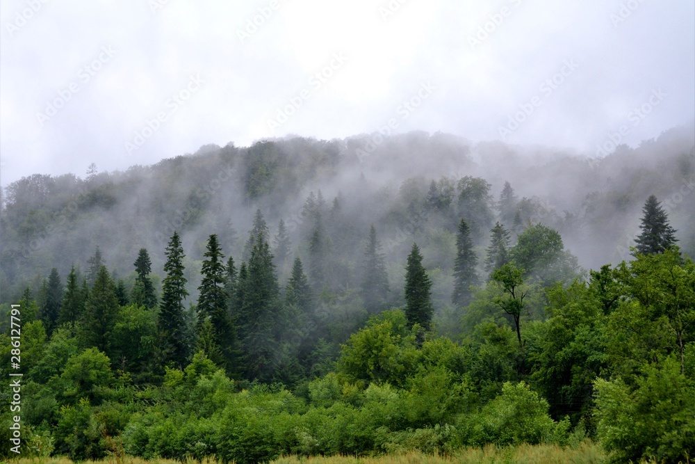 fog over the forest