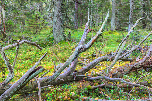 Fallen tree in an old-growth forest © Lars Johansson
