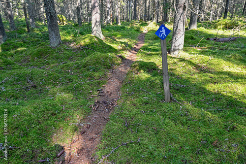 training tracks through green summer forest in Sweden photo