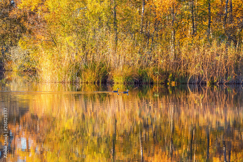 Forest lake with Autumn colored reflections in the water with two crested grebes