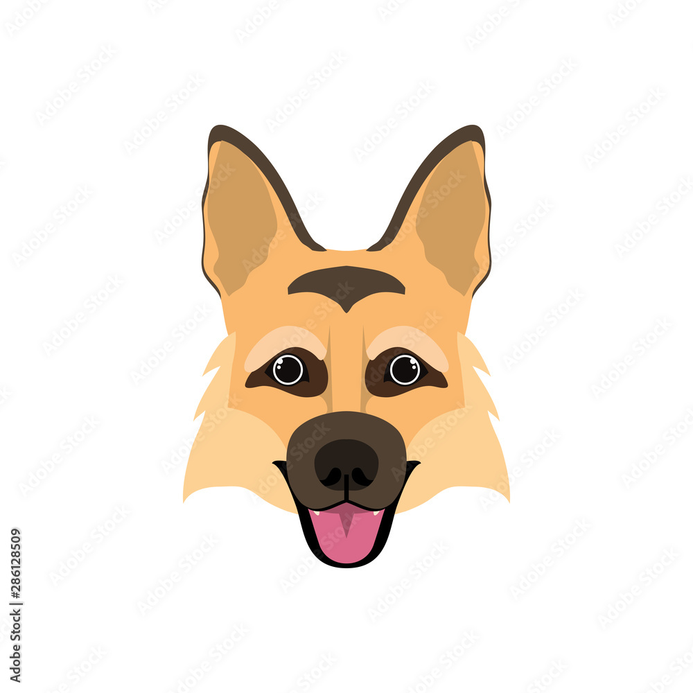 head of cute pastor aleman dog on white background