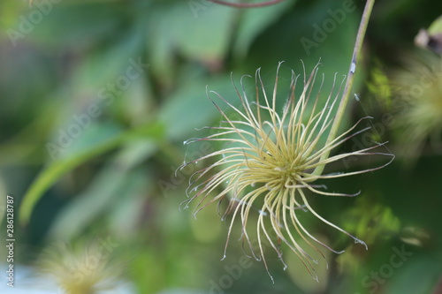 Faded Clematis. Ripening of clematis seeds after flowering.