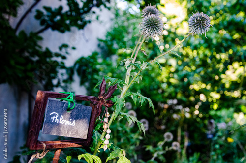 Jardin potager