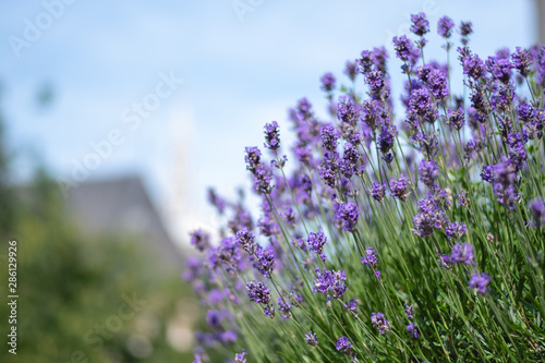 Fototapeta Naklejka Na Ścianę i Meble -  Macro shot of a lavender plant in Brussels, Belgium