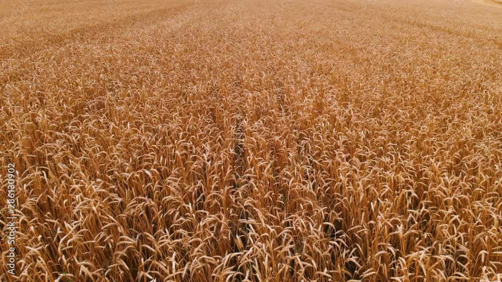 Aerial view from a ripe wheat field. Panoramic movement over wheat. Agricultural production of bread in 4k resolution Aerial view from a ripe wheat field. Panoramic movement over wheat. Agricultural production of bread in 4k resolution