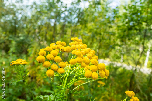 Yellow tansy flowers with bugs in the green summer meadow.