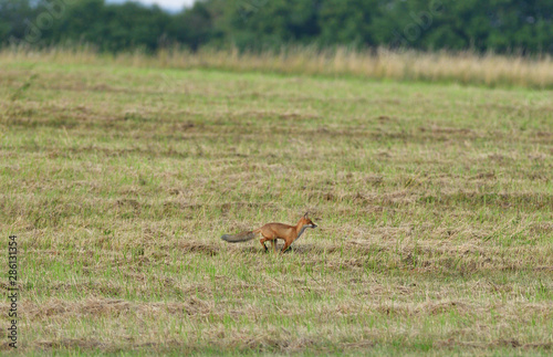 Fototapeta Naklejka Na Ścianę i Meble -  red fox wildlife hunting on the meadow for feed