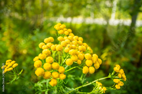 Yellow tansy flowers with bugs in the green summer meadow.