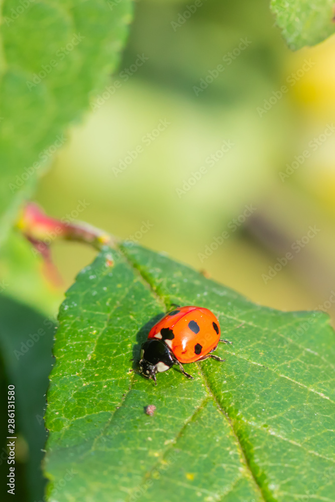 Red ladybug on a green leaf in the garden Red ladybug on a green leaf in the garden