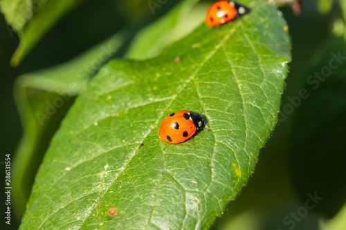 Two red ladybugs on a green leaf in the garden