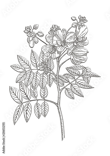 sketch of flowers on white background cassia