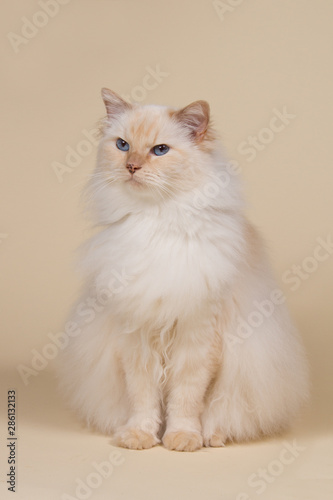 Cream point ragdoll cat sitting on a matching background