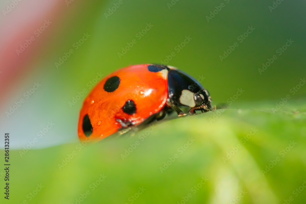 Fototapeta premium Red ladybug on a green leaf in the garden