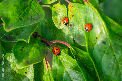 Red ladybugs on a green leaves in the garden