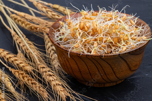 Sprouted wheat in a wooden bowl on a gray background with ears of wheat. Close-up
