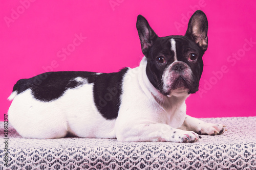Young french bulldog pup. Laying on carpet alone, exciting face. Isolated in pink background.