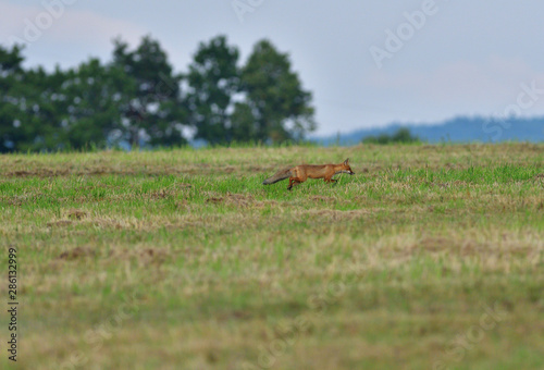 wild red fox walking on the meadow looking for food