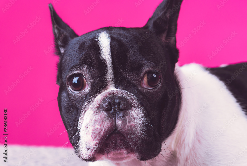 Close up of young french bulldog pup. Laying on carpet alone, sad face. Isolated in pink background.