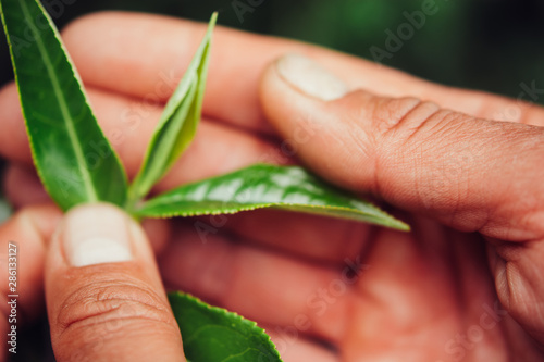 Hand Holding Green Leaves of Tea macro photography close up.