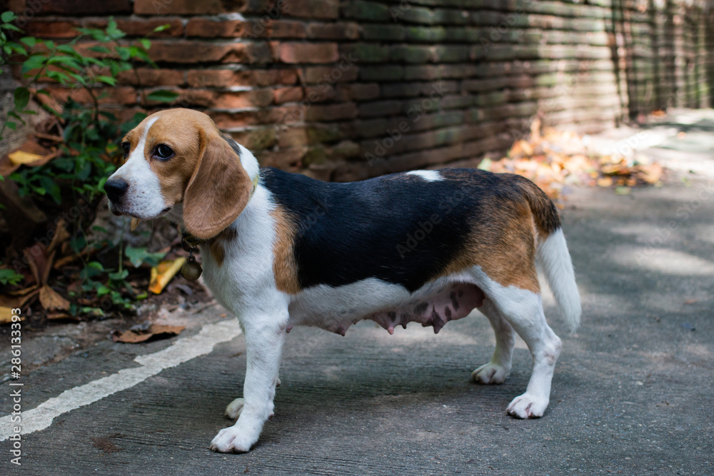 Young female Beagle standing on the concrete floor. Young female Beagle standing on the concrete floor.
