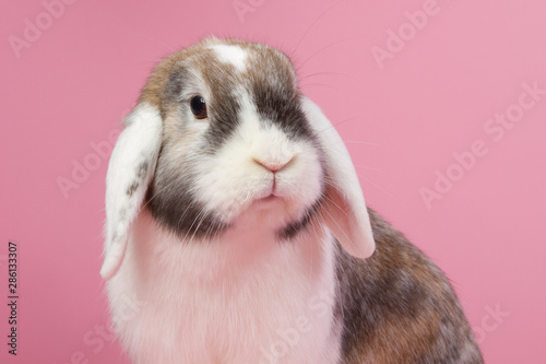 Beautiful minilop rabbit on a pink background