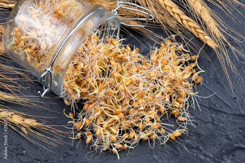 Wallpaper Mural Young sprouted wheat in a glass jar on a dark gray background with ears of wheat. Organic grains good for salads, healthy food. Close-up Torontodigital.ca