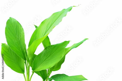 turmeric root plant/green leaves, isolated on white background photo