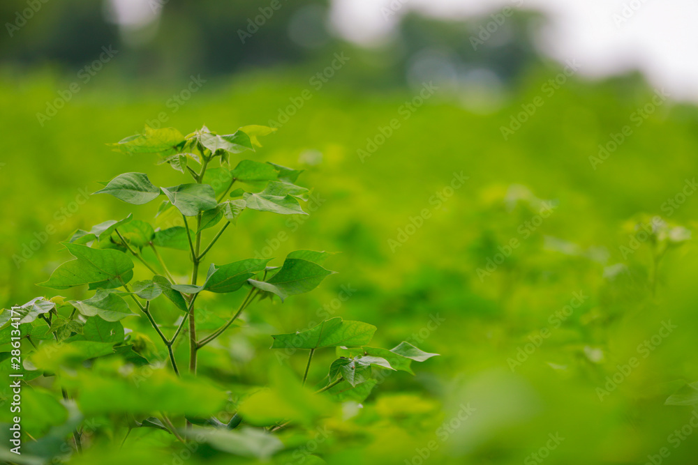Obraz premium green cotton Field in India