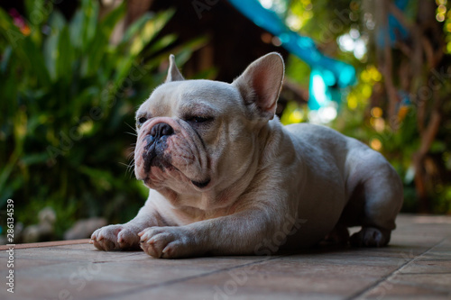 Old French Bulldog laying on the floor.