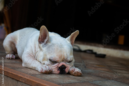 Old French Bulldog sleeping on the floor.