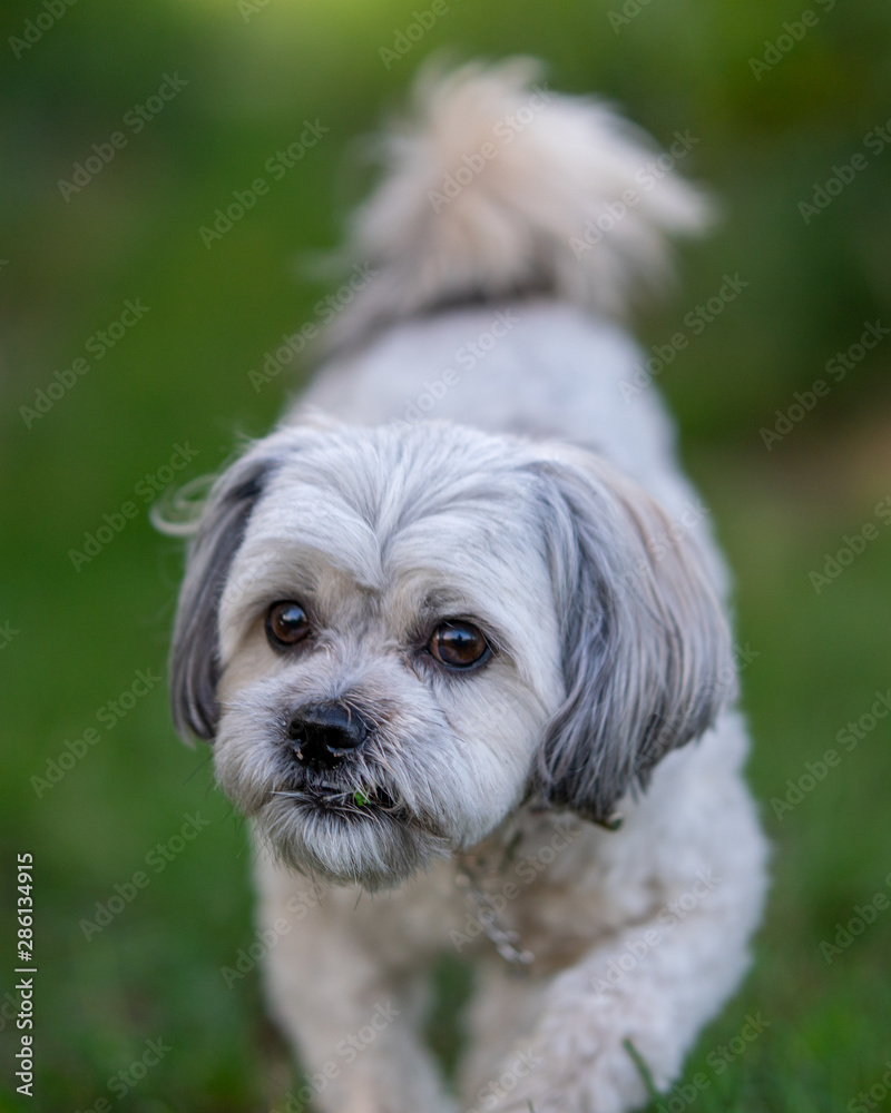 Small Shih Tzu in Playing in the vineyards Small Shih Tzu in Playing in the vineyards