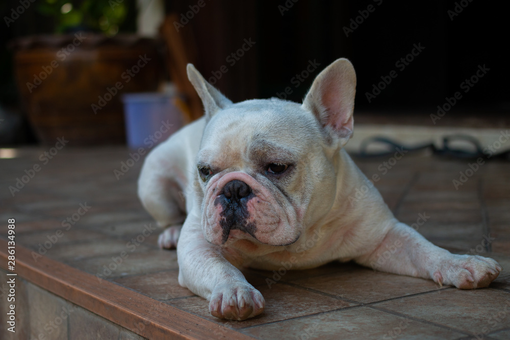 Fototapeta premium Old French Bulldog laying on the floor.
