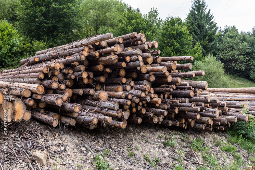 Wood timber logs in a pile