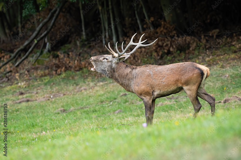 Red deer, cervus elaphus, stag roaring on a meadow to mark territory in rutting season. Side view of wild male mammal with antlers bellowing in autumn.