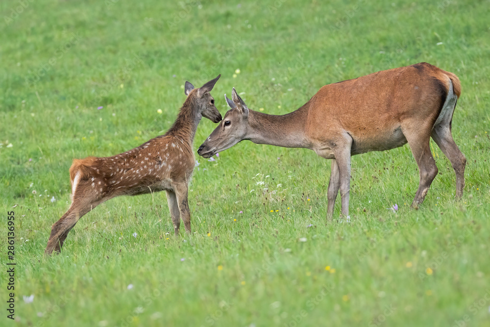 Fototapeta premium Young red deer, cervus elaphus, calf touching head of its hind mother with nose in summer. Concept of innocence of wild animal in nature with cute little youngster.