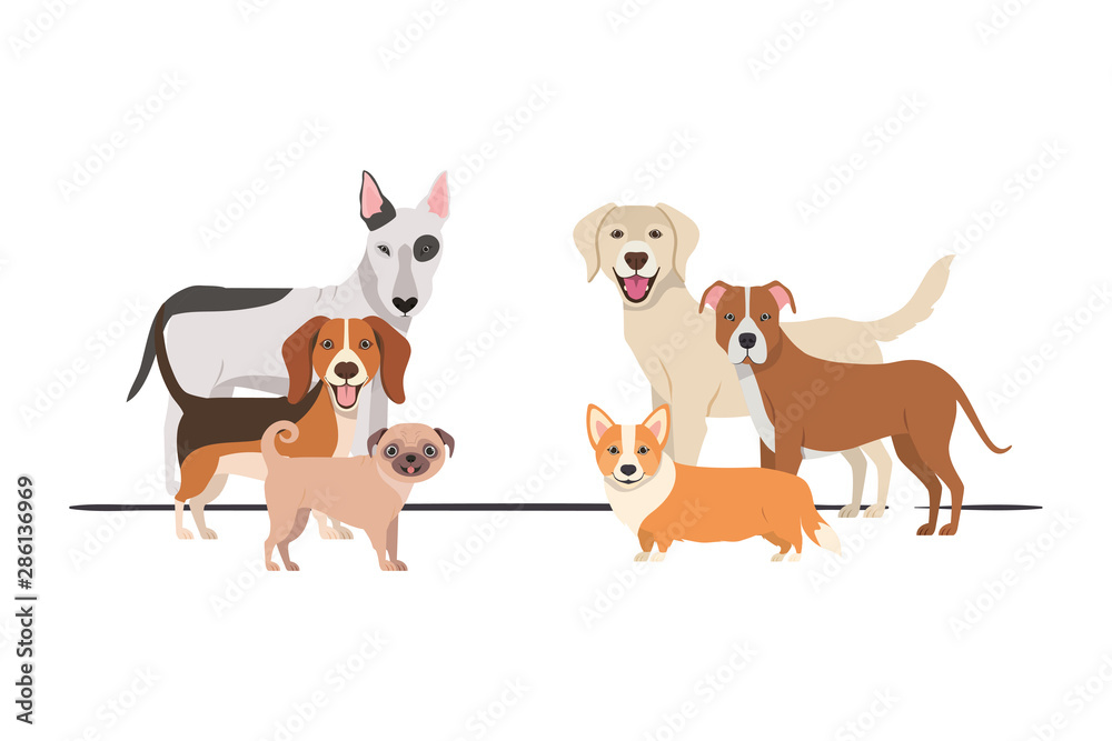 set of adorable dogs on white background