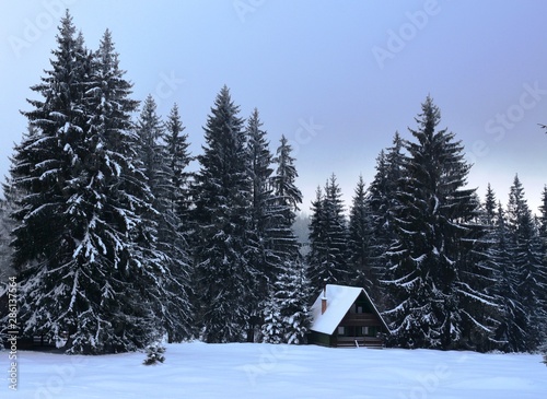 winter landscape with trees and snow