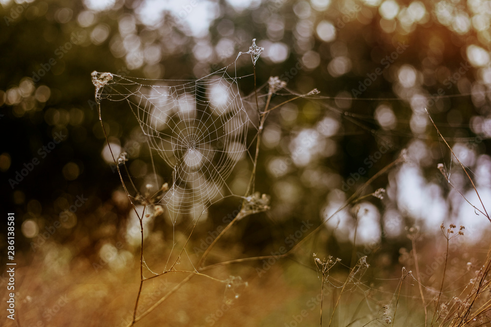 spider web in a field