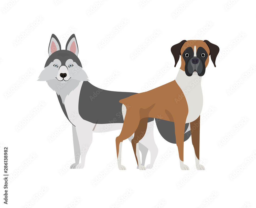 cute and adorable dogs on white background cute and adorable dogs on white background