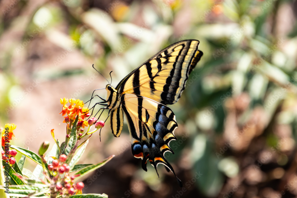 Obraz premium Butterfly at the park