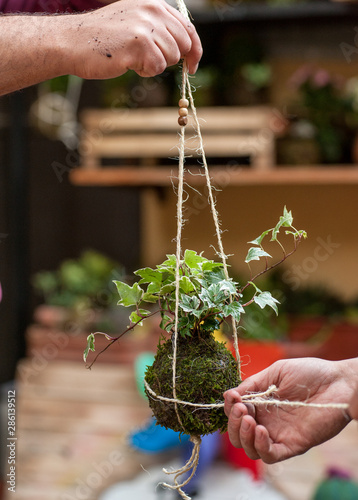 Kokedama is a ball of soil, covered with moss, on which an ornamental plant grows. Is very popular in Japanese gardens.  photo