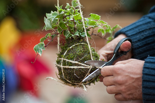 Kokedama is a ball of soil, covered with moss, on which an ornamental plant grows. Is very popular in Japanese gardens. 
