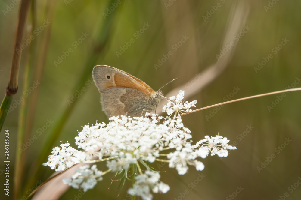 Fototapeta premium Common Ringlet on Wild Carrot Flowers in Summer