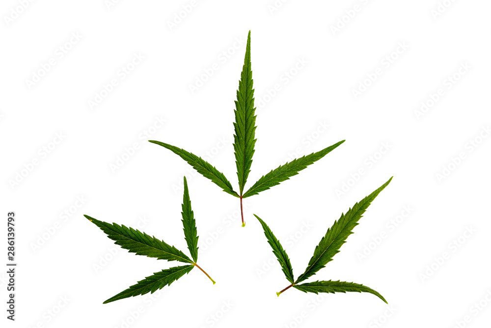 hemp leaves on a white background hemp leaves on a white background