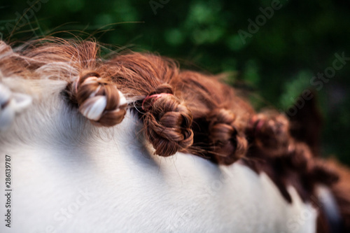 Pigtails on the mane of a horse. Beautiful horse hair. Braided pigtails.